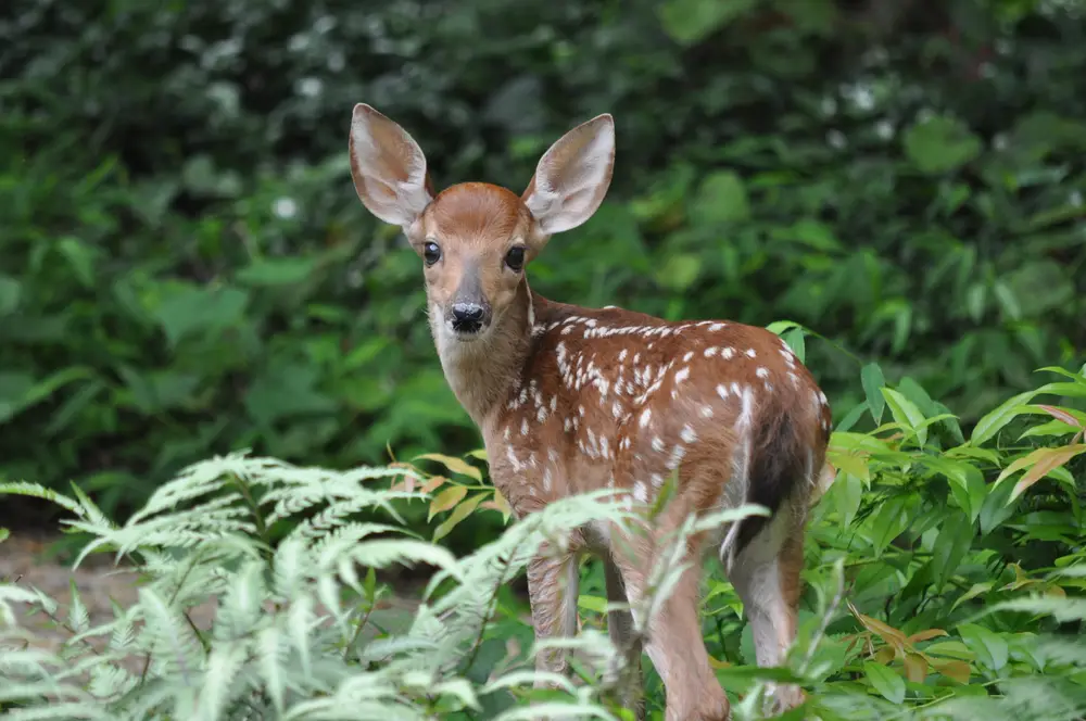 White-tailed deer