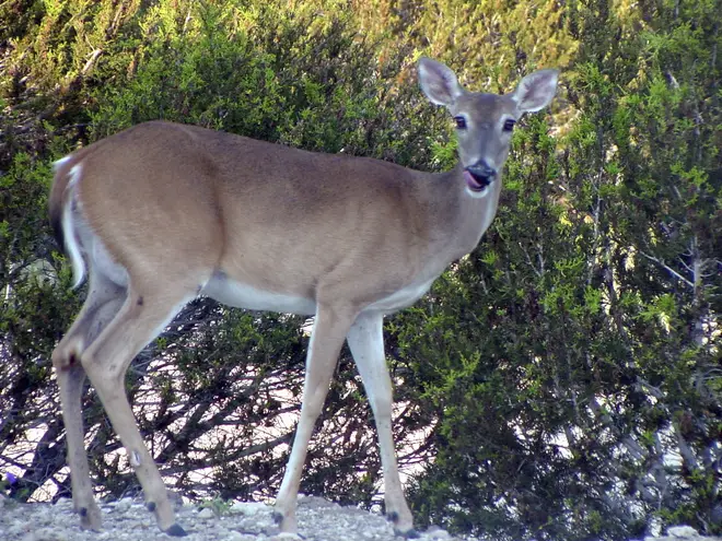 Whitetail doe