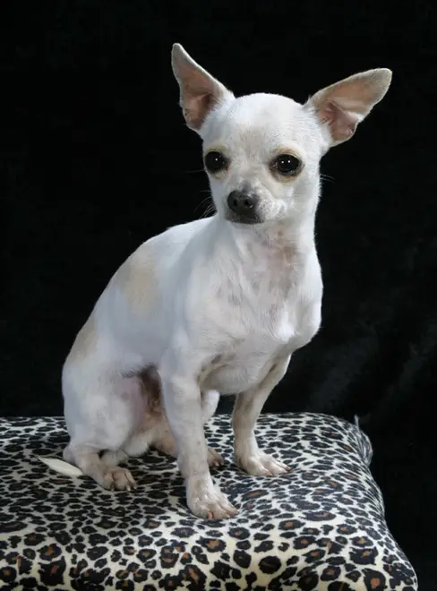 WhiteTanChihuahua