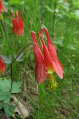 Columbine