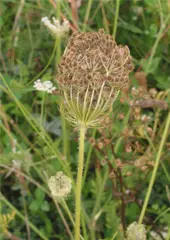 Wild carrot (Queen Anne's Lace)