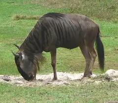 Wildebeest