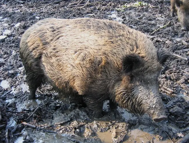 WildZwijn cropped