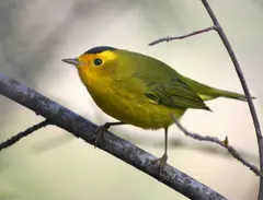 Wilson's Warbler (Eastern USA)