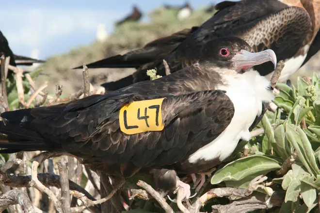 Wing tag Great Frigatebird