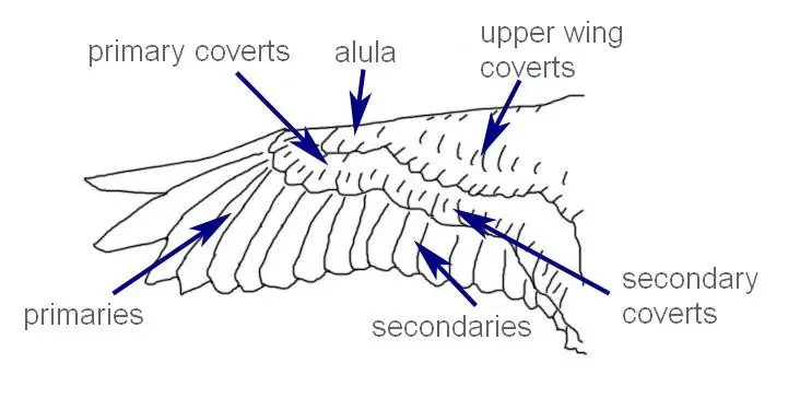 Wing