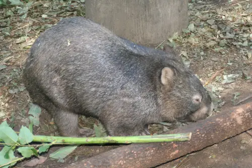 Wombat at Lone Pine
