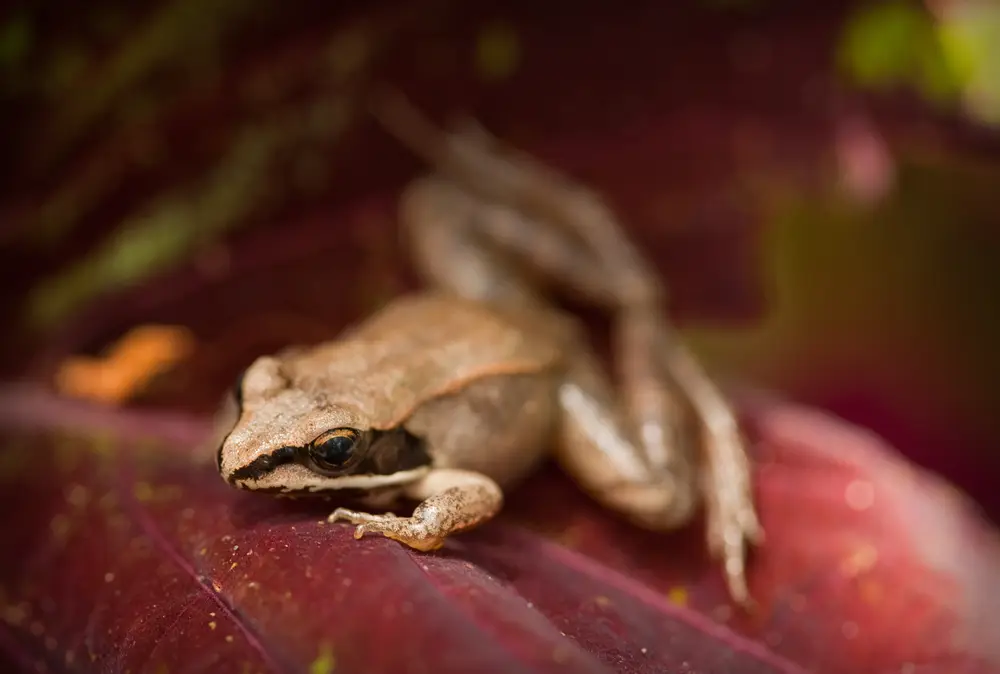 Lithobates sylvaticus