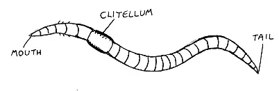 Wormanatomy simplified