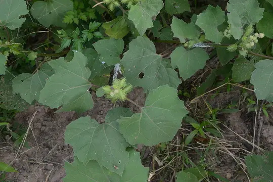 Common Cocklebur (Xanthium strumarium)