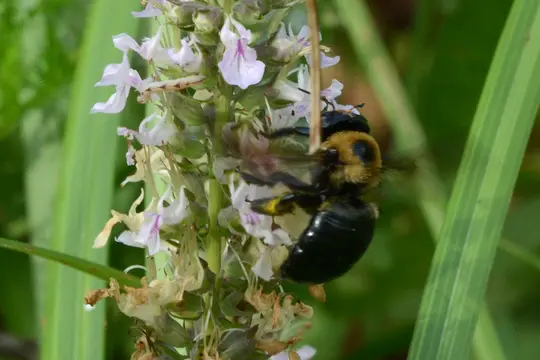 Eastern Carpenter Bee (Xylocopa virginica)