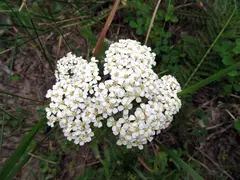 Yarrow
