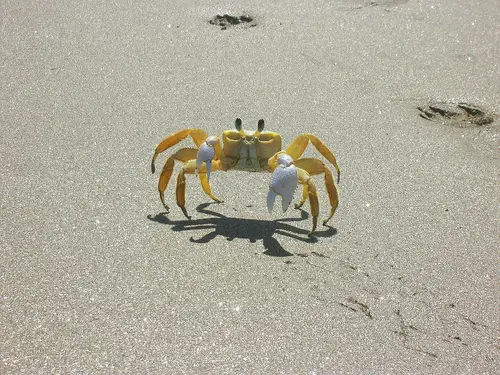 Ocypode quadrata (Yellow Crab)