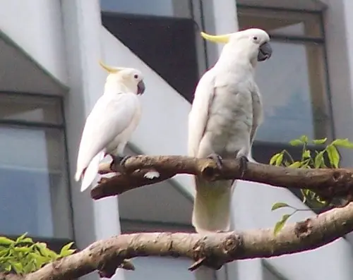 Yellow-crested Cockatoo Cacatua sulphurea