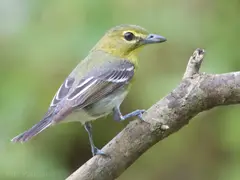 Yellow-throated Vireo