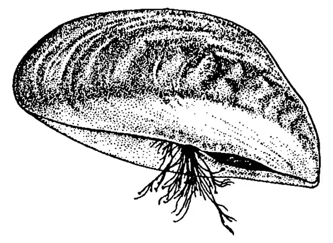 Zebra mussel GLERL 1