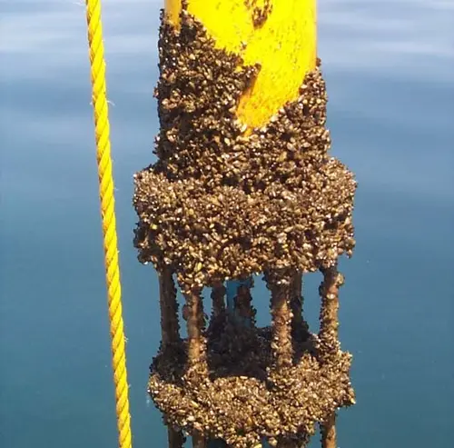 Zebra mussel GLERL 4