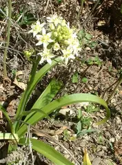 Death camas