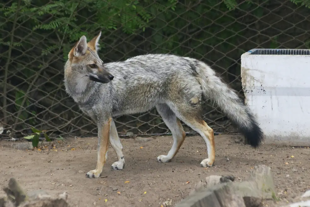 Urocyon cinereoargenteus
