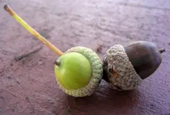 Acorns (oak seeds)