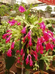Schlumbergera spp. Christmas Cactus